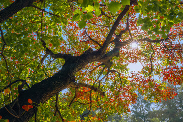 The colorful trees in autumn