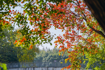 Naklejka premium The colorful trees in autumn