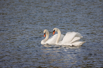 two swans swim parallel in a lake