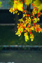 Obraz premium The colorful trees in autumn