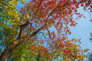 The colorful trees in autumn