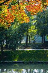 The colorful trees in autumn
