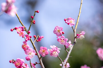 梅の花　Plum blossom