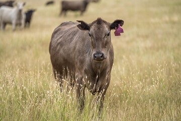 portrait of beef Cows grazing on green grass in spring, in Australia. milking cow in a field on an...