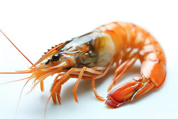 shrimp  isolated on white background