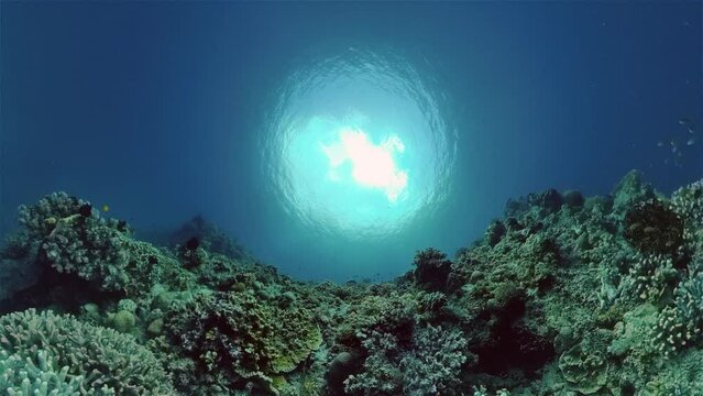 Tropical fishes and coral reef at diving. Beautiful underwater world with corals and fish. Philippines.