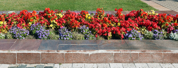 Red autumn begonias bloom in a flowerbed in a city garden