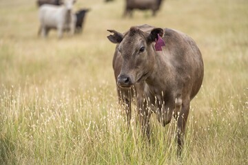 Portrait of Cows in a field grazing. Regenerative agriculture farm storing co2 in the soil with carbon sequestration in australia