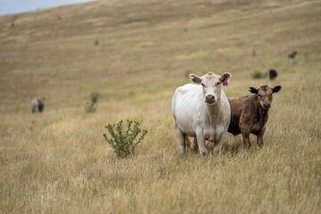 cows in a field on a farm in new zealand