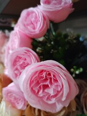 pink roses in a garden and soft blur 