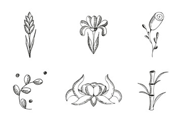 Hand drawn Lotus and Rose isolated on transparent background. Summer Doodle Flower on white. Black simple floral art. Vector illustration for t-shirt print. 