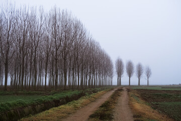 Po Valley foggy misty smoke landscape fields crops