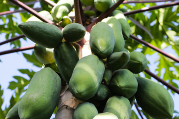 Papaya fruit on the tree in garden.