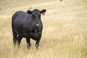 cows in a field on a regenerative agriculture field