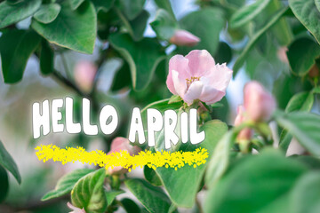 Text Hello April. Color spring background with a branch of blooming tree