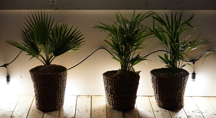 A decoration of a houseplant placed by the wall illuminated by the lights of the room at night
