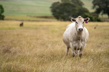 cows eating in a field on farmland on an agricultural farm in springtime in a grass field