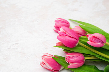 Pink tulips bouquet white concrete background. Copy space