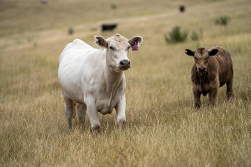 cows eating in a field on farmland on an agricultural farm in springtime in a grass field
