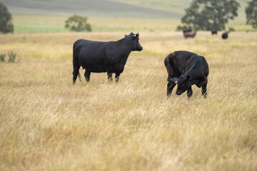 cows in a field on a regenerative agriculture field