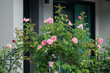 Fototapeta na wymiar Pink fragrant roses planting as ornamental plant.
