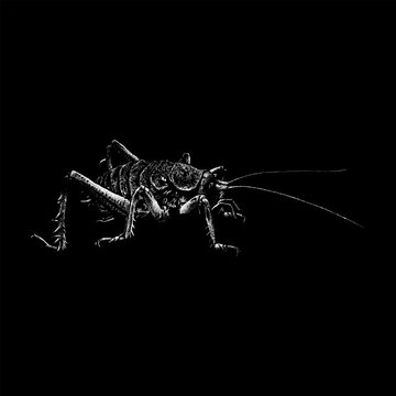 Giant Weta hand drawing vector isolated on black background.