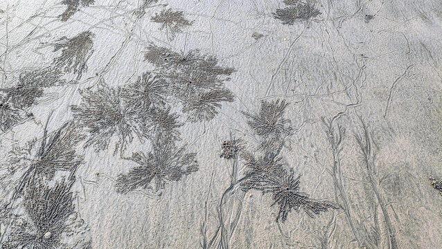 Sand texture with sand bubbler crabs. These patterns are created when sand bubbler crabs are looking for food in the damp sand, at the beach in Pantai Anak Air Kuantan Pahang.