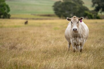 cows in a field on a farm in new zealand