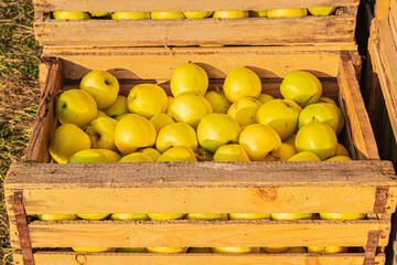 Yellow apples in crates. October apple harvest in Armenia
