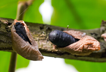 Close-up of a butterfly cocoon on a branch.
