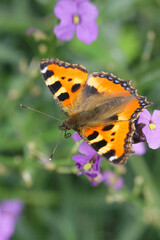 Vertical closeup of a small tortoiseshell butterfly, Aglais urticae , on a purple wallflower in the garden with spread wings