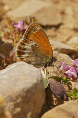 Vertical closeup on a rare and endangered Pearly Heath, Coenonympha arcania