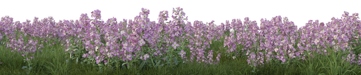 Obraz premium Matthiola incana flower or Hoary Stock flowers with grass field in nature, Tropical forest isolated on transparent background - PNG file, 3D rendering illustration