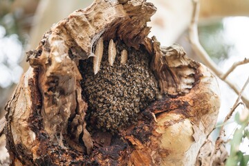 bee hive in a red gum tree hollow on a farm in australia. native bee hive with honey in a swarm
