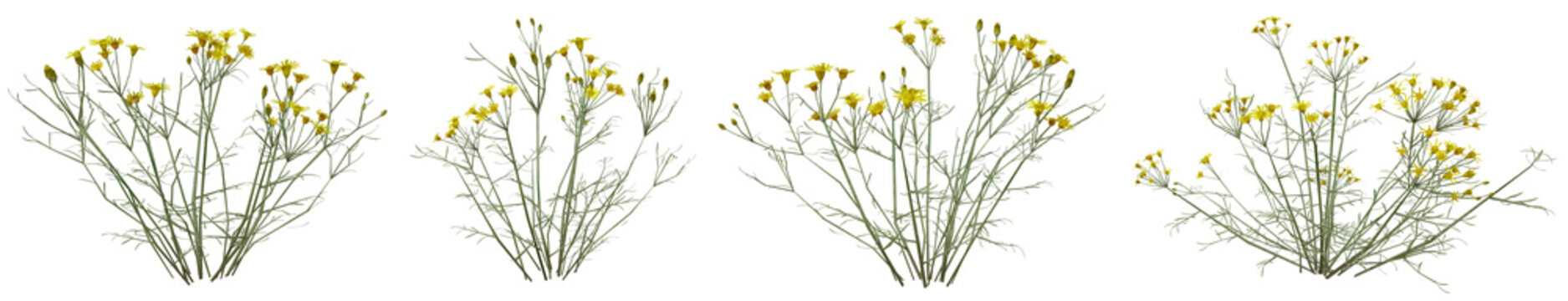 Set of Hoary Ragwort or Senecio erucifolius Yellow Wild Flower with isolated on transparent background. PNG file, 3D rendering illustration, Clip art and cut out	