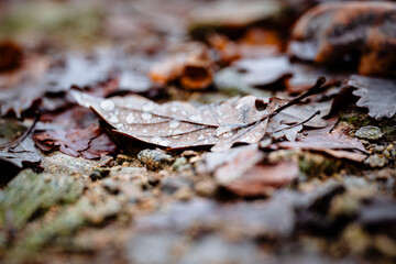 Herbstliches Eichenblatt mit Tautropfen auf dem Waldboden im Schwarzwald