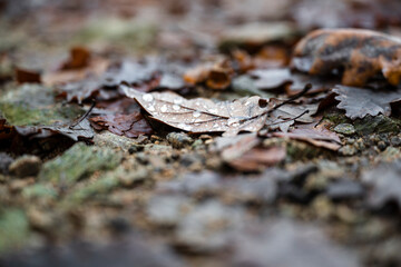 Herbstliches Eichenblatt mit Tautropfen auf dem Waldboden im Schwarzwald