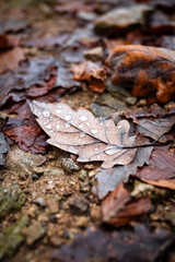 Herbstliches Eichenblatt mit Tautropfen auf dem Waldboden im Schwarzwald