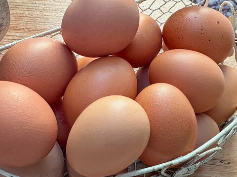 Close-up photograph of chicken eggs
