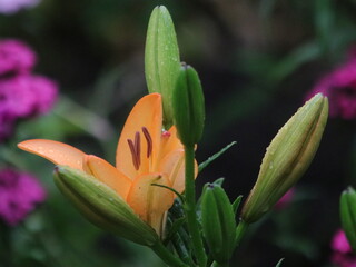 Salmon lily on the background of large green leaves and small purple flowers