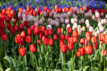 tulips and blue hyacinths blooming in a garden