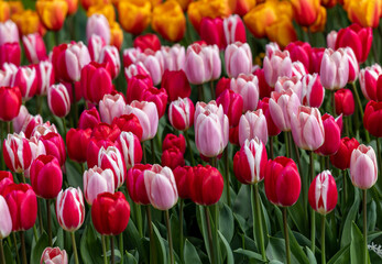 red and pink tulips blooming in a garden