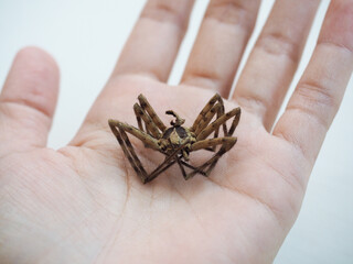Hand holding dead spider, on white background.