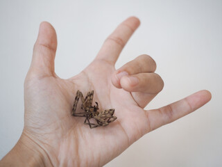 Hand in love sign gesture with dead spider, on white background.