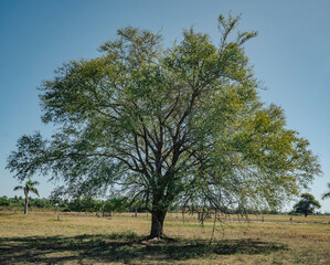 tree in the field