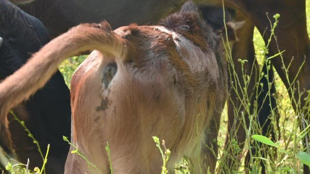 A cow feeding his calf. cute calves drinking milk. cattle Farming or husbandry concept. Indian cows and his baby. 