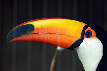 Naklejka premium オニオオハシ