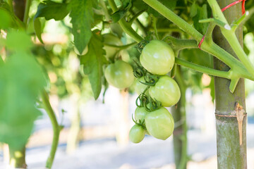 Green tomato from organic farming in north of Thailand, outdoor day light, healthy organic food,...