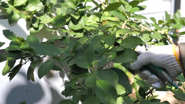 The gardener uses pruner scissors to cut the lemon tree. Plant pruning and plant decoration. Home care and gardening concept