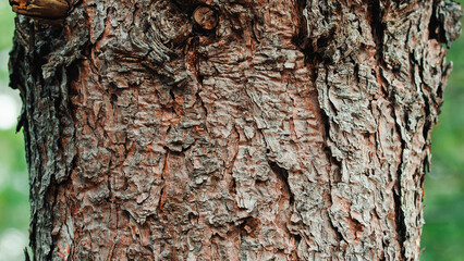 Tree trunks in Autumn in the natural Italian park